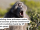 Examining how primates make vowel sounds pushes timeline for speech evolution back by 27 million years