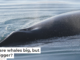 Why are whales big, but not bigger?