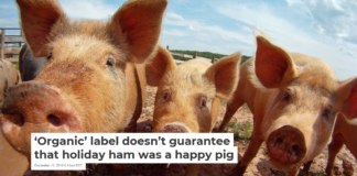 ‘Organic’ label doesn’t guarantee that holiday ham was a happy pig