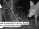 Coyotes are poised to enter South America for the first time