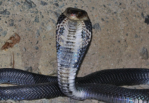 Snakes could be the original source of the new coronavirus outbreak in China