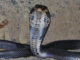 Snakes could be the original source of the new coronavirus outbreak in China