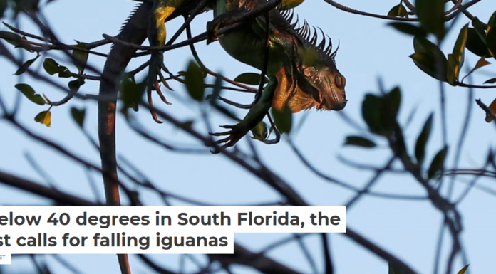 If it’s below 40 degrees in South Florida, the forecast calls for falling iguanas
