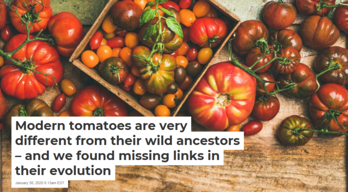 Modern tomatoes are very different from their wild ancestors – and we found missing links in their evolution
