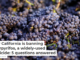 Why California is banning chlorpyrifos, a widely-used pesticide: 5 questions answered
