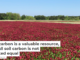 Soil carbon is a valuable resource, but all soil carbon is not created equal