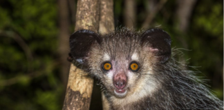 New discovery: Madagascar’s bizarre aye-aye has six fingers on each hand