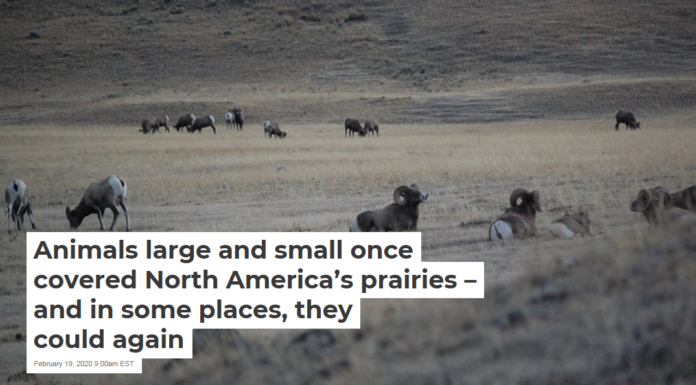 Animals large and small once covered North America’s prairies – and in some places, they could again