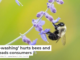 ‘Bee-washing’ hurts bees and misleads consumers