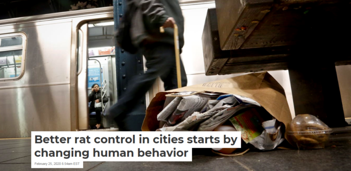Garbage in New York’s subway system offers easy meals for rats. AP Photo/Bebeto Matthews