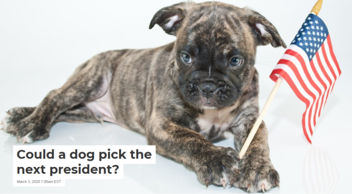 Could a dog pick the next president?