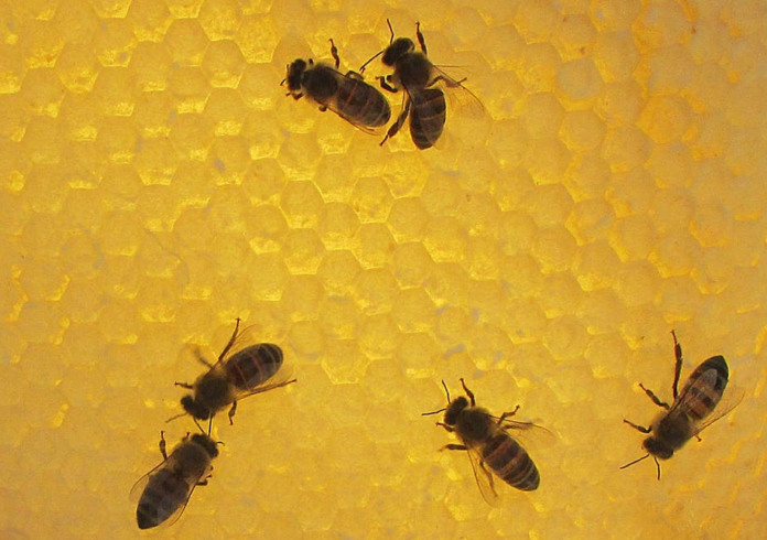 Agave honey bee log hive honey comb harvest. Neil Rusch/no reuse without permission