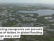 Protecting mangroves can prevent billions of dollars in global flooding damage every year