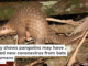Study shows pangolins may have passed new coronavirus from bats to humans
