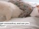 Can your pets get coronavirus, and can you catch it from them?