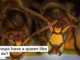 Do wasps have a queen like bees do?