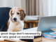 Very good dogs don’t necessarily make very good co-workers