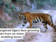 “>Endangered tigers face growing threats from an Asian road-building boom