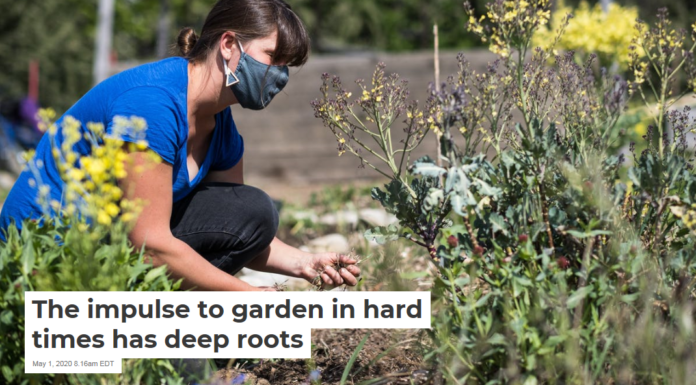 The impulse to garden in hard times has deep roots
