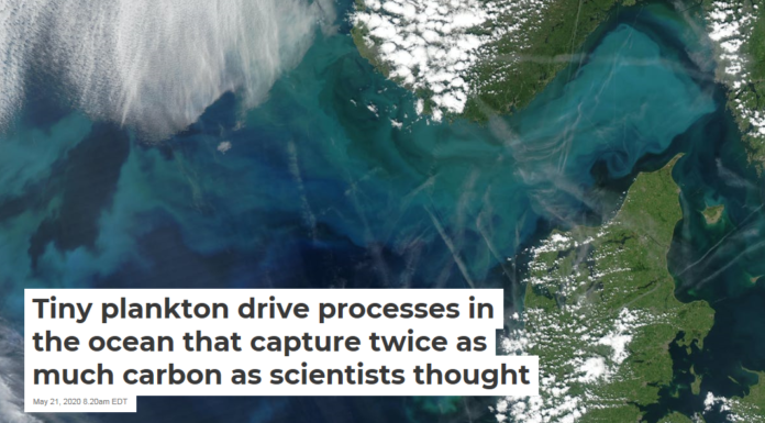 Tiny plankton drive processes in the ocean that capture twice as much carbon as scientists thought