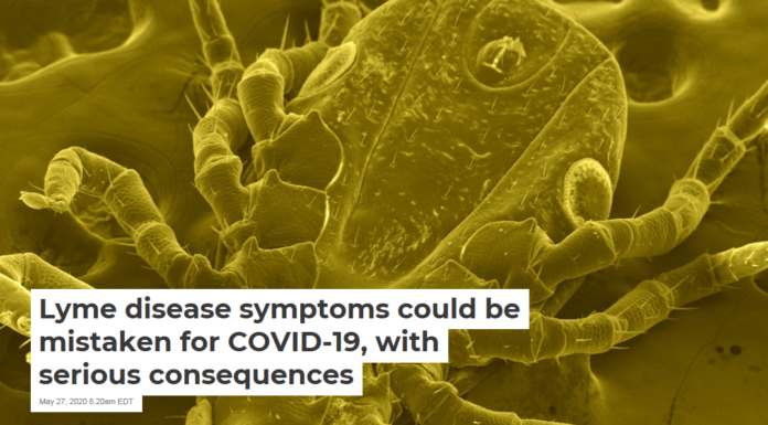 Lyme disease symptoms could be mistaken for COVID-19, with serious consequences