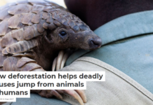 How deforestation helps deadly viruses jump from animals to humans