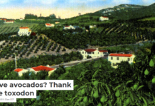 Love avocados? Thank the toxodon