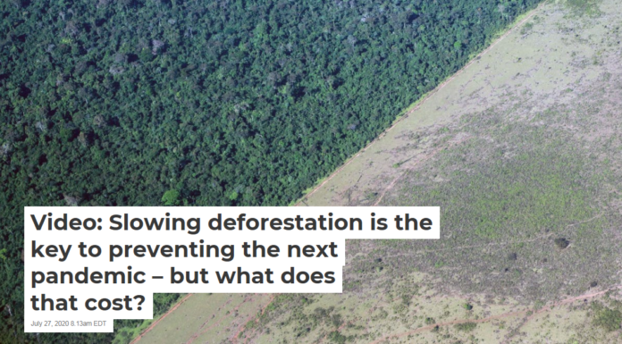 Video: Slowing deforestation is the key to preventing the next pandemic – but what does that cost?