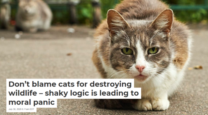 Don’t blame cats for destroying wildlife – shaky logic is leading to moral panic