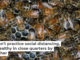 Honey bees can’t practice social distancing, so they stay healthy in close quarters by working together