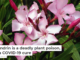 Oleandrin is a deadly plant poison, not a COVID-19 cure