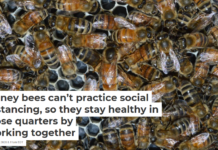 Honey bees can’t practice social distancing, so they stay healthy in close quarters by working together