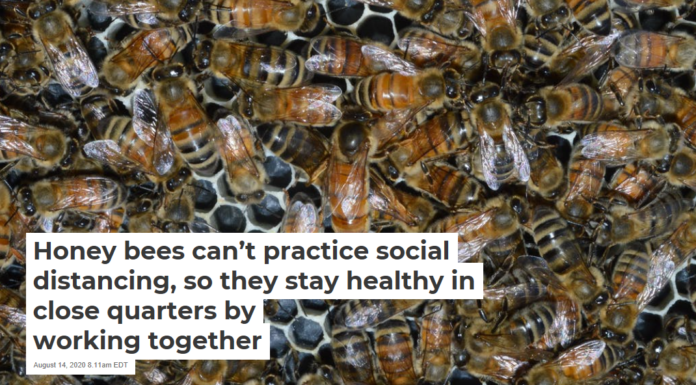 Honey bees can’t practice social distancing, so they stay healthy in close quarters by working together