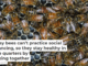 Honey bees can’t practice social distancing, so they stay healthy in close quarters by working together