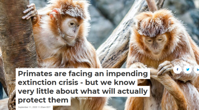 Primates are facing an impending extinction crisis – but we know very little about what will actually protect them