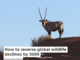 How to reverse global wildlife declines by 2050