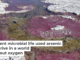 Ancient microbial life used arsenic to thrive in a world without oxygen