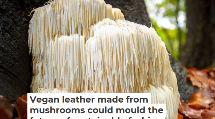 Vegan leather made from mushrooms could mould the future of sustainable fashion