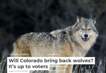 Will Colorado bring back wolves? It’s up to voters