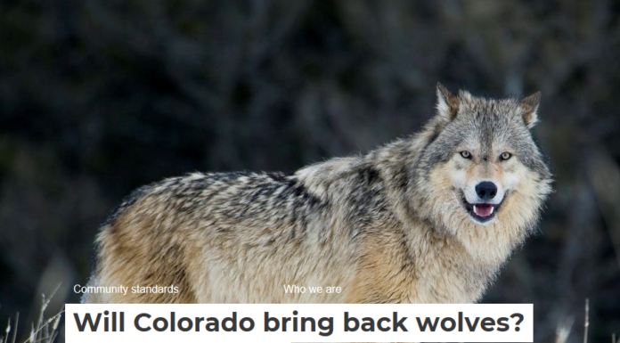 Will Colorado bring back wolves? It’s up to voters