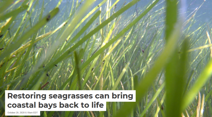 Restoring seagrasses can bring coastal bays back to life