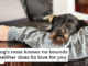 Your dog’s nose knows no bounds – and neither does its love for you
