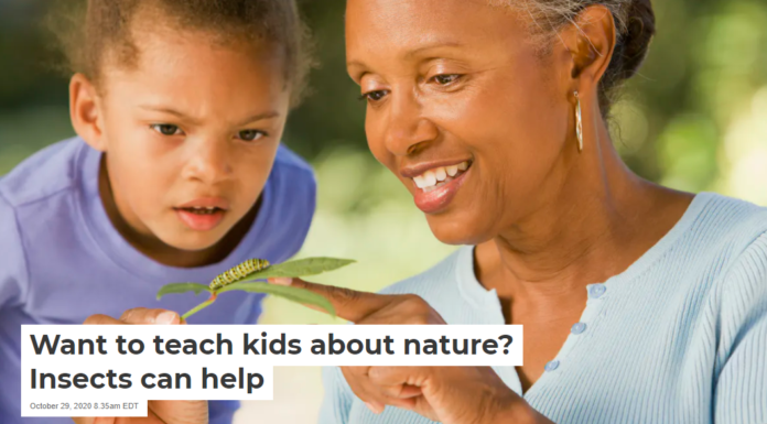 Want to teach kids about nature? Insects can help