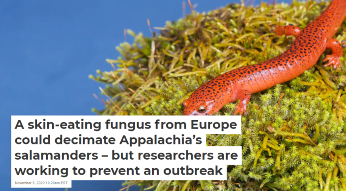 A skin-eating fungus from Europe could decimate Appalachia’s salamanders – but researchers are working to prevent an outbreak