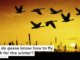 How do geese know how to fly south for the winter?