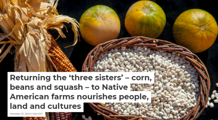 Returning the ‘three sisters’ – corn, beans and squash – to Native American farms nourishes people, land and cultures