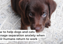 How to help dogs and cats manage separation anxiety when their humans return to work