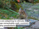 Pikas are adapting to climate change remarkably well, contrary to many predictions