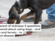The scent of sickness: 5 questions answered about using dogs – and mice and ferrets – to detect disease