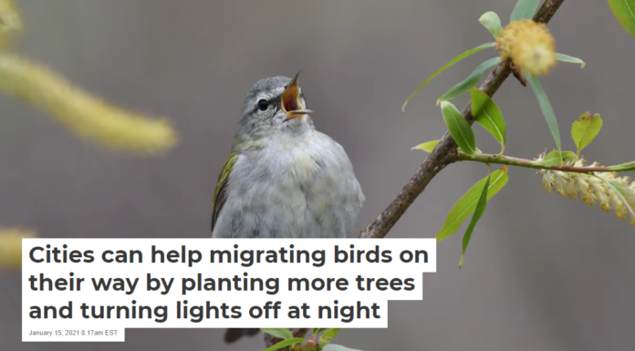 Cities can help migrating birds on their way by planting more trees and turning lights off at night
